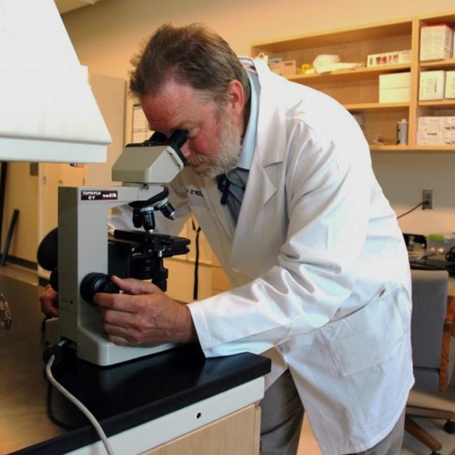 A professor looks through a microscope in the lab
